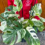 Monstera skvelá (Monstera deliciosa) ´ALBO VARIEGATA´ - výška 30-40 cm, kont. C3L